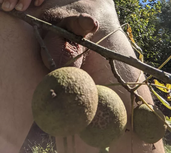 Walnut tree showing me up by MysteriousActuator2