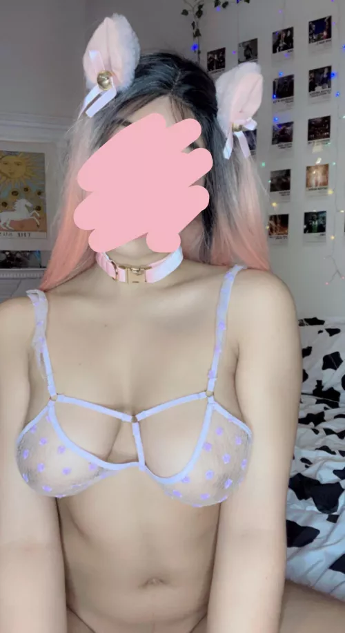 Wanna breed this pretty kitty? F20 by phroggy-rose