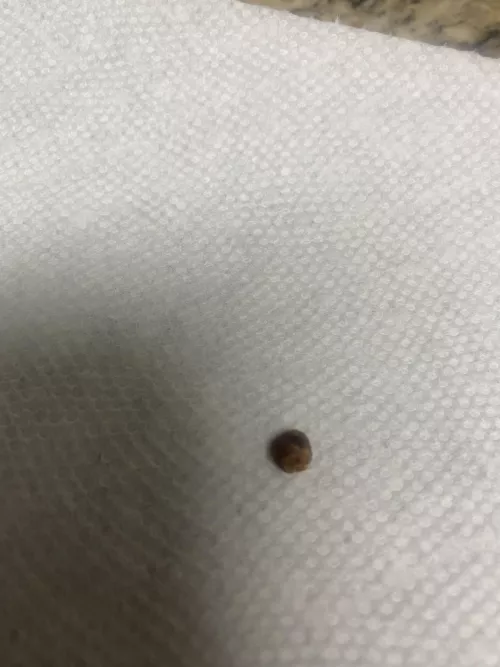 Was making dinner an all the sudden felt something weird in my ear….I freaked out an went to dislodge w/e it was but this flew out. by Rizeuplightez