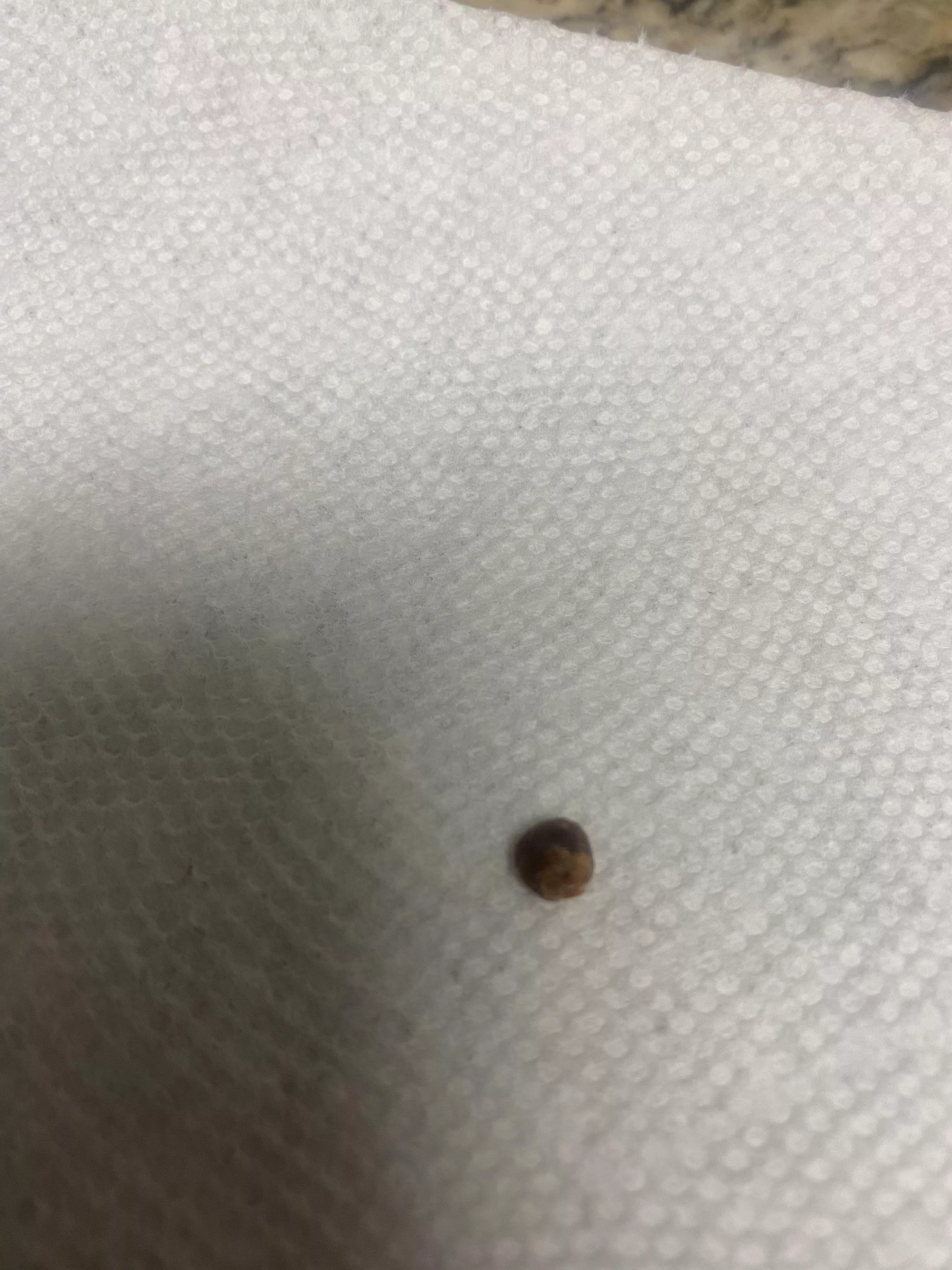 Was making dinner an all the sudden felt something weird in my ear….I freaked out an went to dislodge w/e it was but this flew out. posted by Rizeuplightez