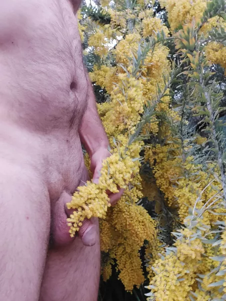 Wattle be hidden here? by tooembarrassedtotal2