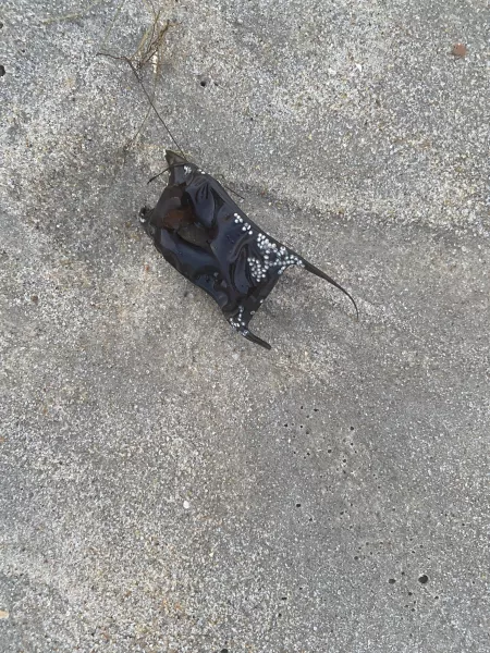 What is this? It’s on the beach. by [deleted]