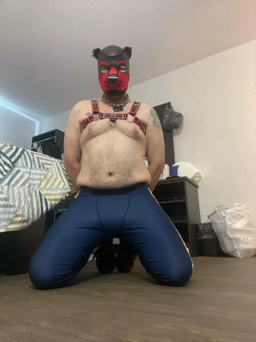 Who’s going to lock this pup up and control him in 2022? by Pup_Bucky