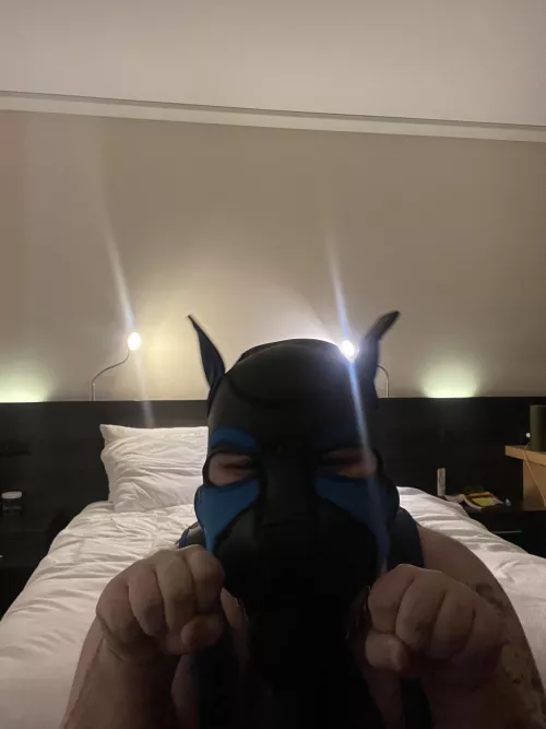 Wruff what u doing? 🐶 by Port_us