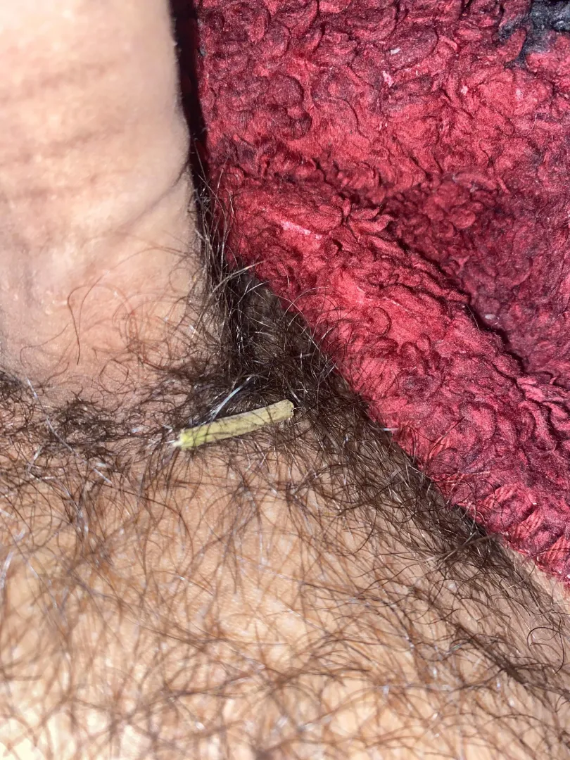 you really know you’re a stoner when you find stems in your pubes 😂 posted by Active_Pomegranate_6