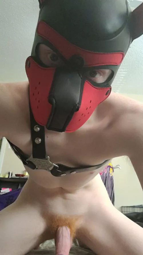 You wanted a dog for Christmas right? Now bend over 🐶😈 by Jocose_Ginger